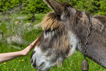 Girl hand caressing a beautiful donkey close up