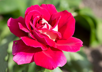 Красная роза