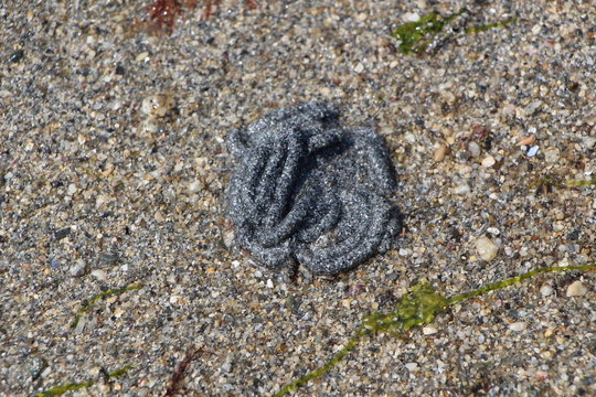 Tortillon d'ar&eacute;nicole marine