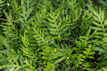 Green tree,leaf tree,tree background,green leaf