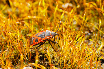 fire bug on the grass
