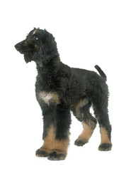 puppy afghan hound