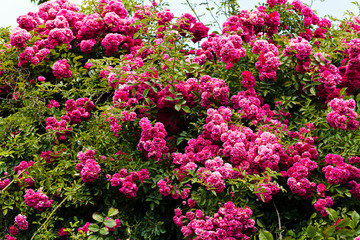 Fototapeta na wymiar rose bush