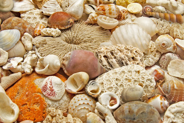 fossils and seashells close-up