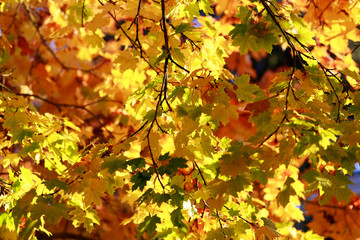 Impression of leaves and autumn colors. Gollden maple trees
