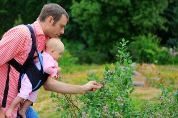 Father and baby with baby Sling Carrier picking up blueberries