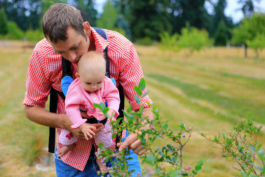 Father And Baby With Baby Sling Carrier Picking Up Blueberries