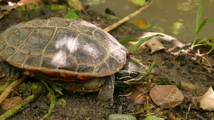 land turtles sleep on ground near stream