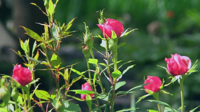 In the garden of growing shrub roses buds have not yet blossomed wind blows on a rose. Leaves rustling in the wind.