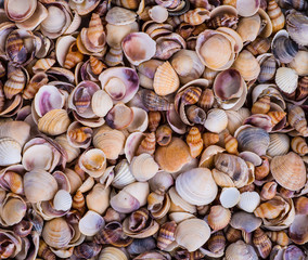 Sea Shells Seashells! - variety of sea shells from beach - panor