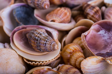Shells of many types and sizes are found on our shelling beaches