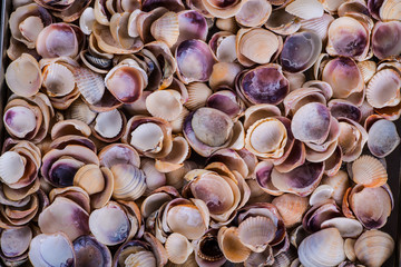 Shells of many types and sizes are found on our shelling beaches