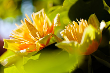 tulip tree