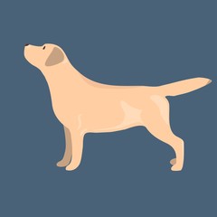 Yellow dog breed labrador retriever. Vector illustration.