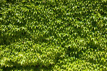 Ivy background