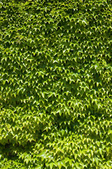 Ivy background