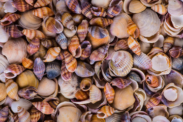 Sea Shells Seashells! - variety of sea shells from beach - panor