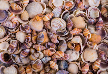Shells of many types and sizes are found on our shelling beaches