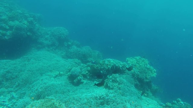 Many reef fish in the tropical sea on a coral reef.tropical underwater world.Diving and snorkeling in the tropical sea.Travel concept,Adventure concept.4K video,ultra HD.