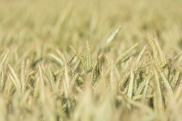 Gerstenfeld im Reifeprozess