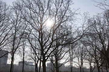 skyline of Berlin Kreuzberg with sun and winter trees in front