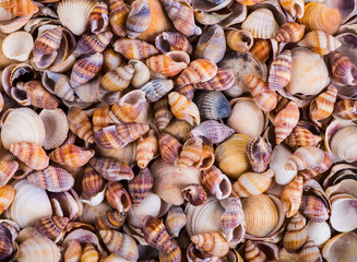 Shells of many types and sizes are found on our shelling beaches