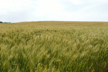 Velvet curtains Countryside Wheat field