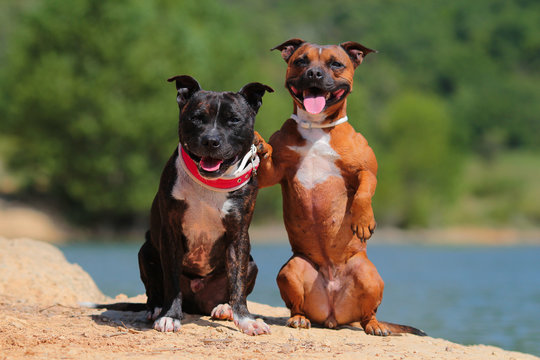 staffordshire bull terrier hugging