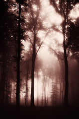 dark mysterious woods