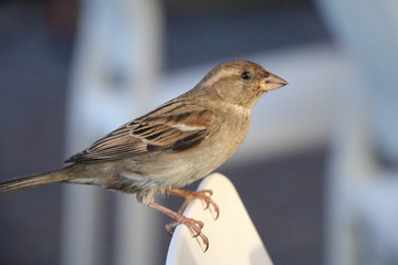 Sparrow Passer domesticus awaiting fodder
