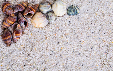 Sea shells on sand. Summer beach background. Top view