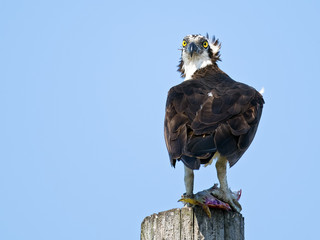 Osprey Eating Fish Looking at Camera