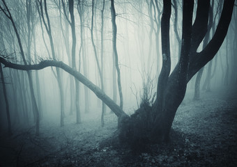 spooky halloween woods