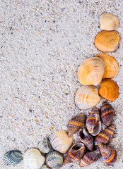 Sea shells on sand. Summer beach background. Top view