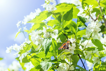 Obraz premium photographed close-up of white jasmine flowers