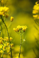 Field mustard