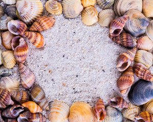 Sea shells on sand. Summer beach background. Top view