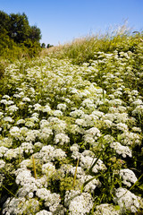 Fototapeta premium plant wild carrot