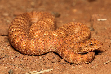 Obraz premium The desert death adder is a species of snake native to Australia and is one of the most venomous land snakes in the world. The desert death adder is under threat due to the destruction of habitat.