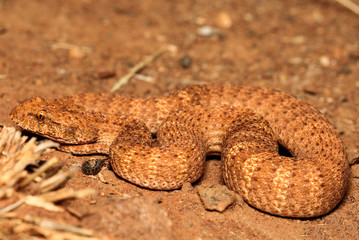 The desert death adder is a species of snake native to Australia and is one of the most venomous...