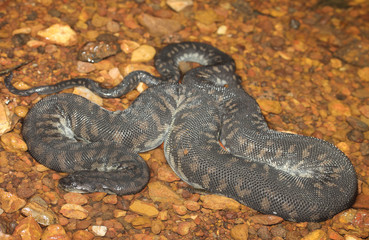 Acrochordus arafurae is an aquatic snake species found in northern Australia and New Guinea. No subspecies are currently recognized.