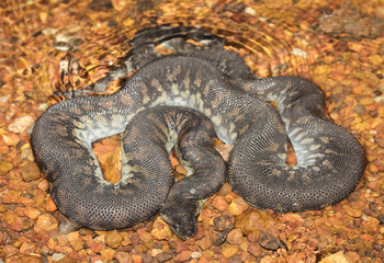 Acrochordus arafurae is an aquatic snake species found in northern Australia and New Guinea. No...