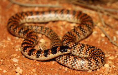 Brachyurophis is a genus of elapid snakes known as shovel-nosed snakes, so named because of their shovel-nosed snout which is used to burrow. The genus has seven recognized species.