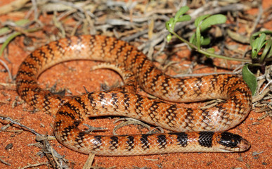 Brachyurophis is a genus of elapid snakes known as shovel-nosed snakes, so named because of their shovel-nosed snout which is used to burrow. The genus has seven recognized species.