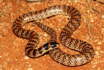 Fototapeta premium Brachyurophis is a genus of elapid snakes known as shovel-nosed snakes, so named because of their shovel-nosed snout which is used to burrow. The genus has seven recognized species.