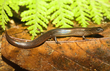 Calyptotis is a genus of skinks, a type of lizard, found in Australia.