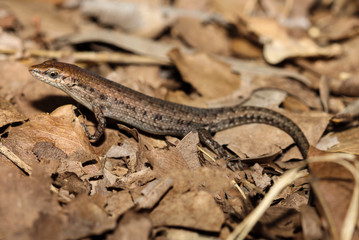 Obraz premium Carlia amax is a species of saurians of the family of Cophoscincopus. This species is endemic to Australia. It occurs in Western Australia, the Northern Territory and Queensland.