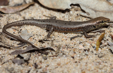 Carlia dogare is a species of saurians of the family of Cophoscincopus. This species is endemic to Queensland in Australia.