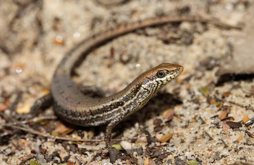 Carlia dogare is a species of saurians of the family of Cophoscincopus. This species is endemic to Queensland in Australia.