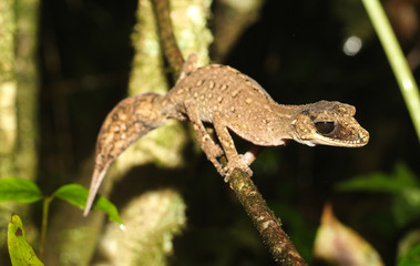 Carphodactylus laevis, a single representative of the genus Carphodactylus, is a species of gecko of the family Carphodactylidae. This species lives in the tropical forest.